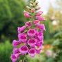 The foxglove plant (Digitalis) is used for heart medicine, but it must be used with caution as it is toxic. Photo: Colourbox