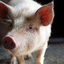 The human body will reject organs from pigs because of the immune system’s reaction to a foreign element. However, in the long term this can be resolved with the help of CRISPR technology.