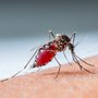 Malaria is transmitted via a bite from an infected female Anopheles mosquito.