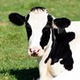Growing up on a livestock farm may have a protective effect against the common inflammatory bowel diseases.