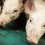 Kobber og zink tilsættes svinenes foder som vækstfremmere, ligesom zinkoxid bruges medicinsk ved problemer med fravænningsdiarré hos smågrise. Foto: Jesper Rais, AU