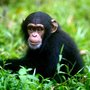 New research indicates that chimpanzees can retrieve memories acquired three years earlier. Photo: Colourbox