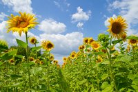 In the cities and coastal areas, we must be prepared to withstand more floods, while we can look forward to producing new crops in the countryside, such as sunflowers, vines and maize. (FOTO: Colourbox)