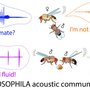 Image of drosophila sound production.