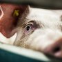 Laboratory animals must be treated in the best way possible. This benefits both the animals and the quality of the research and the 3R Prize supports junior researchers who make an effort to do this. Photo: Jesper Rais.