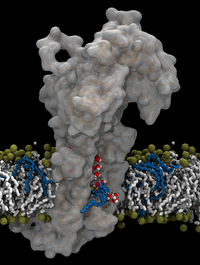[Translate to English:] Aarhus-forskernes model for ATP8A2-flippasens transportmekanisme. Flippasemolekylet er det store grå, og man ser fedtmolekylet med blå ”hale” bevæge sig langs en åben kanal i proteinet, hvor der også findes vandmolekyler (røde kugler med hvide pletter).