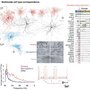 Convergent physiological, anatomical and transcriptomic evidence for distinctive GABAergic neuron types in layer 1 human cortex.