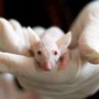The students' use of images of laboratory animals for scientific purposes must be approved by the principal supervisor or group leader. Stockfoto: Pexels