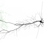 Pair of neurons reconstructed by Capogna’s lab – a non-classical GABArgic neuron, neurogliaform cell (soma and dendrite, red; axon, green) contacts a pyramidal neuron (soma and dendrite, black).