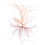 A neuron of the human cortex reconstructed by the Allen Institute for Brain Science, Seattle.