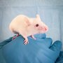 Researchers from Aarhus University Hospital and the Department of Clinical Medicine and the Department of Biomedicine at Aarhus University have joined forces to examine human STING in mice. Photo: Aarhus University Hospital