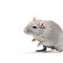 Et forskningsstudie med mus giver ny forståelsen af mekanismerne bag åreforkalkning.