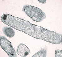 Pseudomonas aeruginosa-bacteria