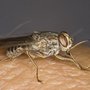 The African tsetse fly is not as innocent as it looks. A bite from the fly can cause the fatal disease sleeping sickness.
