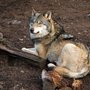 Den europæiske grå ulv - canis lupis. De første spor efter hunner er nu fundet i Danmark. Foto: Colourbox