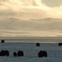 Nyt stort forskningsprojekt har afdækket, hvad der styrer fødekæderne på den sårbare, arktiske tundra. Overraskende har forskerne fundet paralleller til en helt anden klimatisk region, nemlig savannen. (Foto: Niels Martin Schmidt)
Det er især de små, arktiske planteædere, der ender i rovdyrenes mave. Her er det en lemming, som er blevet dræbt af en lille kjove. (Foto: Lars Holst Hansen).