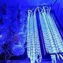 Laboratorie-opsætning af lys-inkubator. Her ses to forskellige eksperimentelle opsætninger med blåt lys. Foto: Jingbo Li, MIT.