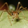 Et nyt studie dokumenterer, at på mange afgrøder lige fra kakao og citrus til palmeolie og cedertræ, kan myrer bekæmpe skadedyr lige så effektivt - og billigere end - kemikalier.