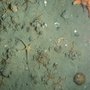 Sådan kan den bløde havbund se ud, hvis den ikke bliver forstyrret. De fleste arter befinder sig under overfladen i et rigt forgrenet netværk af gangsystemer. Billedet er fra Grønland, men ligner havbunden på de vidstrakte sedimentflader i de danske farvande. FOTO: Mikael Kristian Sejr
Søanemoner og makroalger er indvandret på de nye sten, der er blevet lagt ud på stenrevet Læsø Trindel i forbindelse med genopretningen af revet. FOTO: Karsten Dahl
