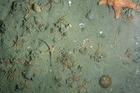Sådan kan den bløde havbund se ud, hvis den ikke bliver forstyrret. De fleste arter befinder sig under overfladen i et rigt forgrenet netværk af gangsystemer. Billedet er fra Grønland, men ligner havbunden på de vidstrakte sedimentflader i de danske farvande. FOTO: Mikael Kristian Sejr