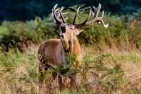 Bestanden af hjorte kan nogle steder blive så stor, at det går ud over biodiversiteten. Foto: Picbay.