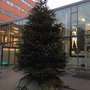 Carsten Koudal Bach og kollegaer sørger for, at juletræerne kommer op i Nobelparken. Foto: Carsten Koudahl Bach og Pure.