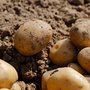 Research will make it possible to replace animal protein with potato protein extracted from the production of potato starch. Thus, the potatoes will be exploited better and contribute to a more sustainable feeding of the world's growing population (Photo: the Innovation Fund Denmark).