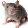 Gennem forsøg på mus har forskere opdaget en vigtig mekanisme i hjernen, der giver ADHD.
Billedet viser mønsteret for en mus bevægelser i et lukket rum. Musen, der mangler receptoren SorCS2 i hjernen, er hyperaktiv i forhold til en almindelig mus og slapper af, hvis den får amfetamin (som minder om Ritalin) modsat almindelige mus, som bliver meget aktive ved medicinpåvirkning.