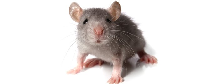 Gennem forsøg på mus har forskere opdaget en vigtig mekanisme i hjernen, der giver ADHD.