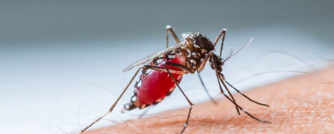 Malaria is transmitted via a bite from an infected female Anopheles mosquito.