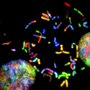 Hjernekræft-kromosomer. Foto: National Cancer Institute via Unsplash