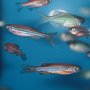 In the laboratory, fertilised eggs from the fish are used, as these have a beating heart after only 24 hours and an established blood circulation after only 48. Photo: Kazakov Maksim, Shutterstock.