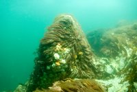 Søanemoner og makroalger er indvandret på de nye sten, der er blevet lagt ud på stenrevet Læsø Trindel i forbindelse med genopretningen af revet. FOTO: Karsten Dahl